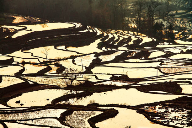 段々 になった田んぼの中国南部の春水の風景 - rice paddy china traditional culture yunnan province ストックフォトと画像