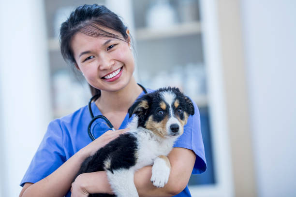 istock Vet And Puppy 914365118