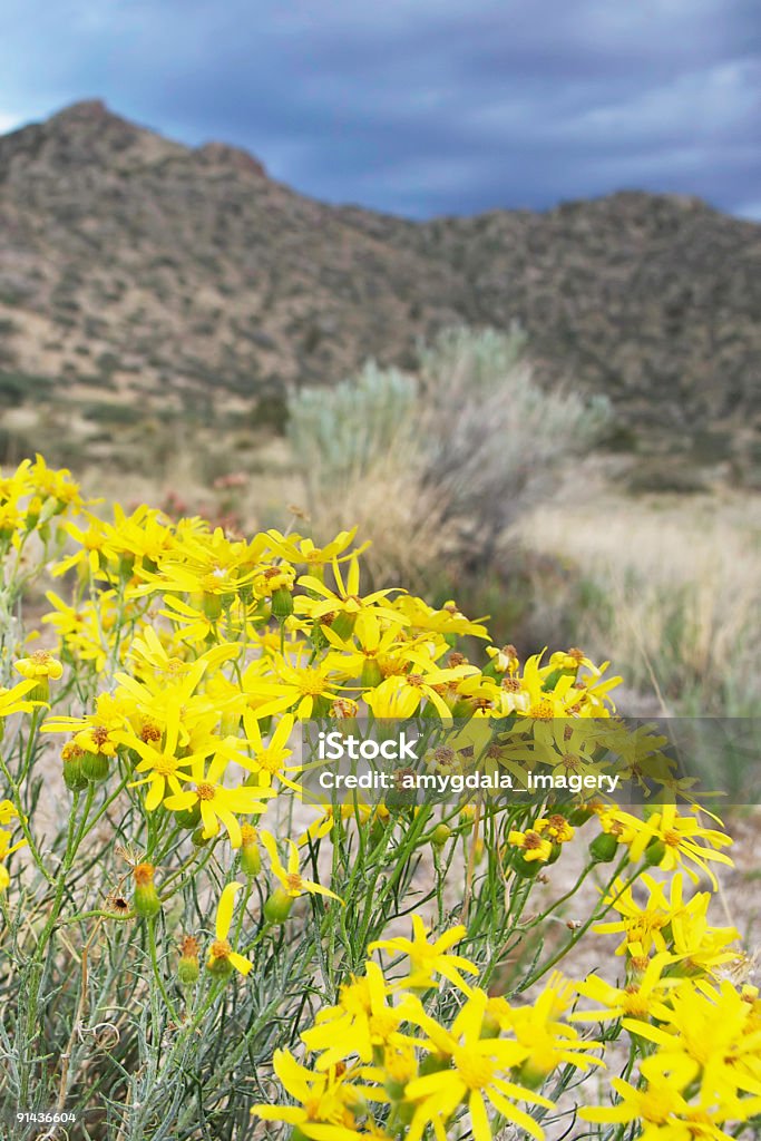 southwest wildflower desert mountain landscape and storm clouds  Desert Area Stock Photo