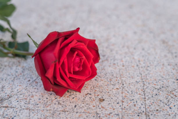 istock Red rose flower on stone floor in Valentine's Day 914370740