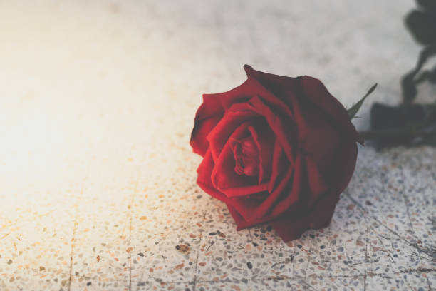 istock Red rose flower on stone floor in Valentine's Day 914370746