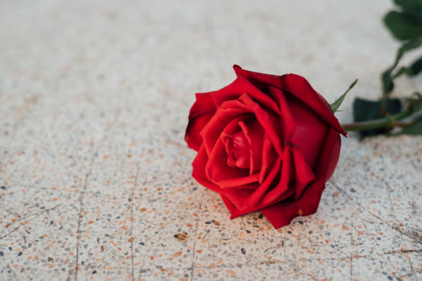 istock Red rose flower on stone floor in Valentine's Day 914370792