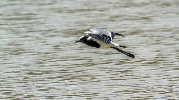 istock Blacksmith Lapwing in Mapunbugwe National park, South Africa 914375992