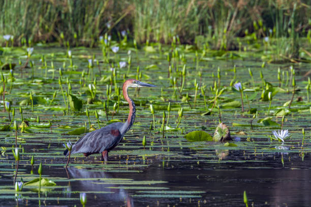 istock Goliath heron in Mapunbugwe National park, South Africa 914376410