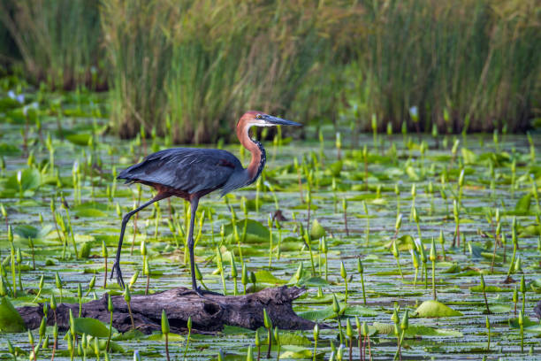 ヘロン ゴリアテ mapunbugwe 国立公園、南アフリカ共和国 - limpopo province ストックフォトと画像