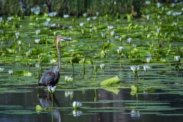 istock Goliath heron in Mapunbugwe National park, South Africa 914376602