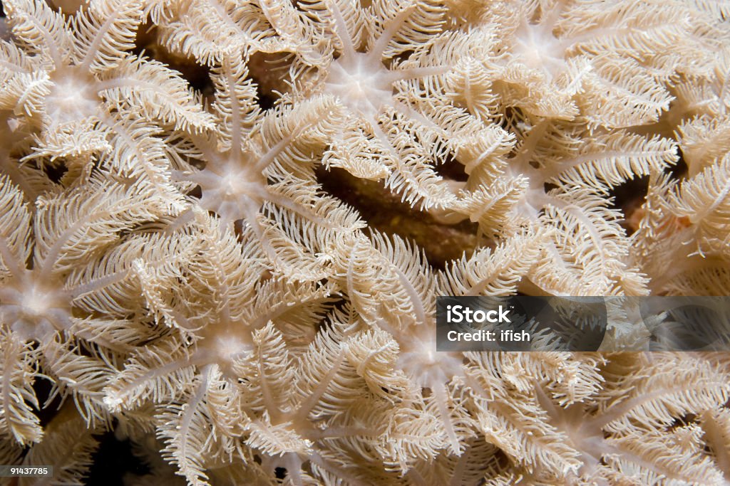 Coral de tubulação do órgão - Foto de stock de Corais Pólipos royalty-free