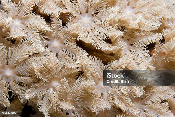 Foto de Coral De Tubulação Do Órgão e mais fotos de stock de Corais Pólipos - Corais Pólipos, Coral - Cnidário, Fotografia - Imagem