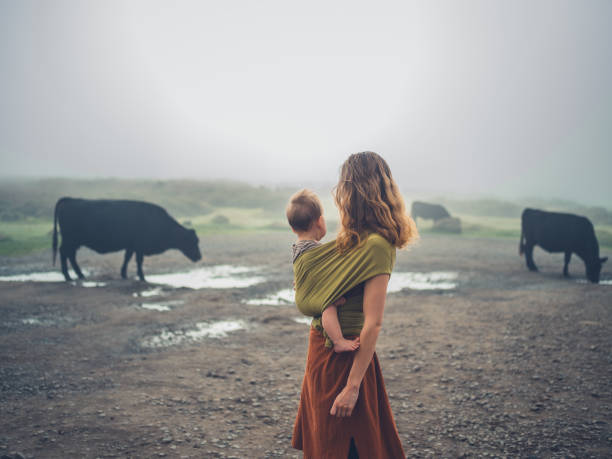 mother with baby in sling looking at cows - 2603 imagens e fotografias de stock