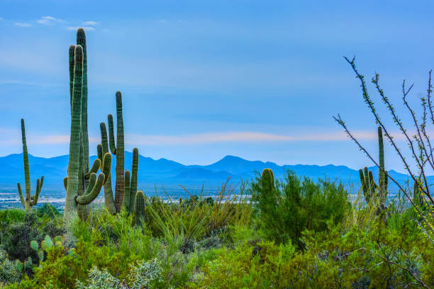 istock Saguaro Cactus in Desert 914382104