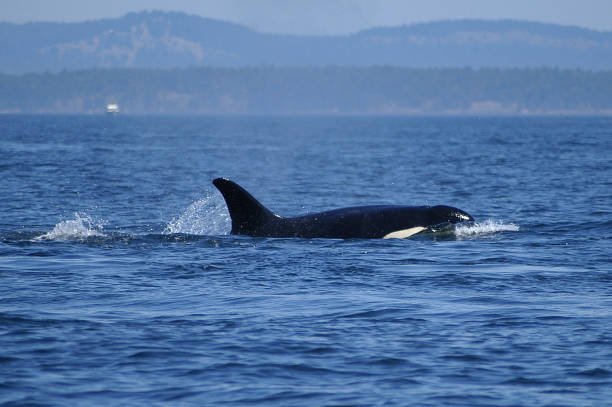 istock Orcas feeding in Salish Sea 914382224