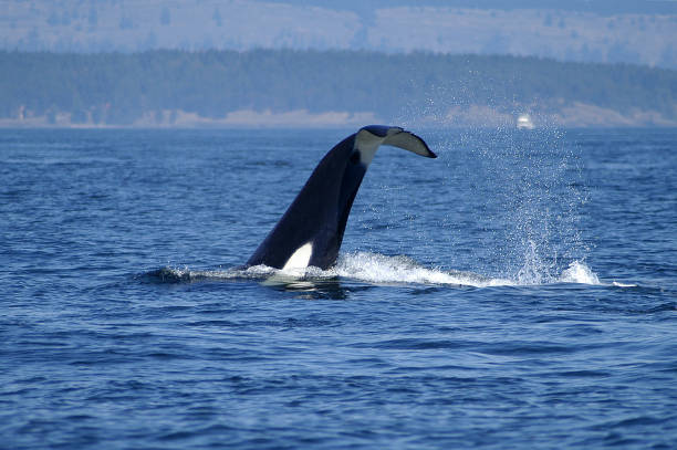 istock Orcas feeding in Salish Sea 914382228