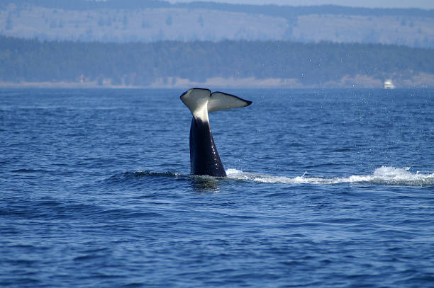 istock Orcas feeding in Salish Sea 914382234
