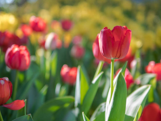 istock Red Tulips in a Tulip garden 914382636