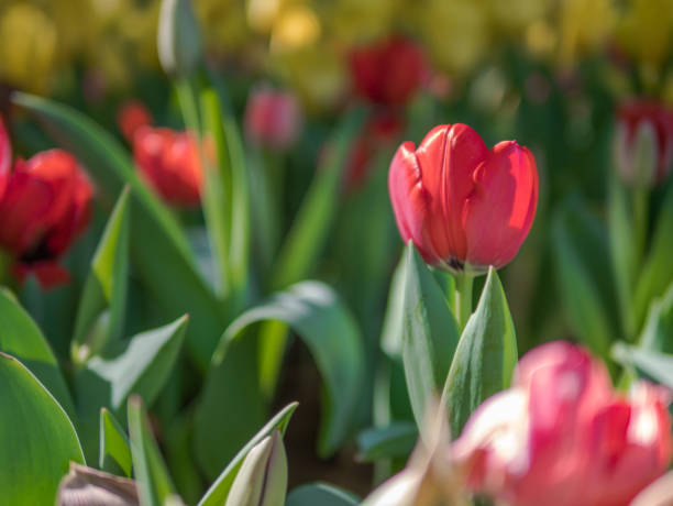 istock Red Tulips in a Tulip garden 914382658