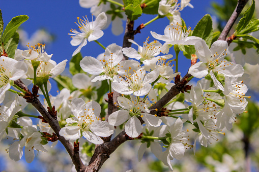 Flowering branch of cherry, blooming spring in the garden