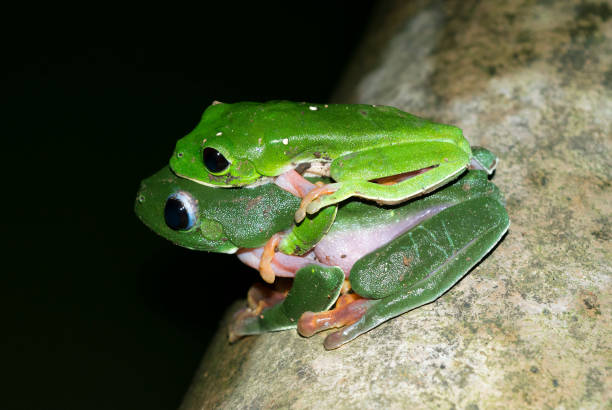 A couple of green frogs mating on a side of a pond Agalychnis moreletii