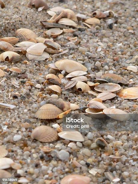 Seashells 및 모래 클로즈업 0명에 대한 스톡 사진 및 기타 이미지 - 0명, 가까운, 광물질