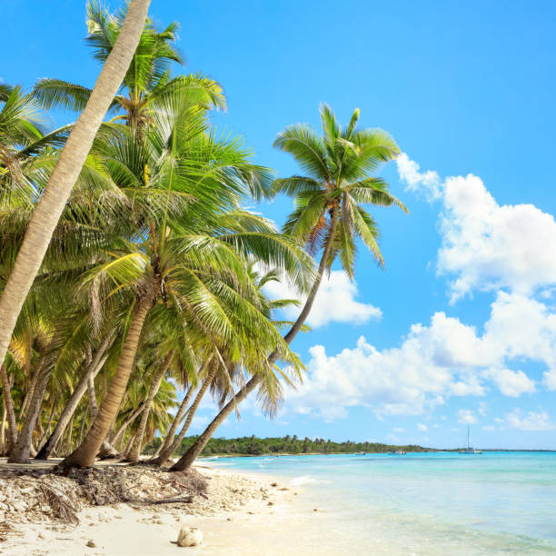 istock Vacation in Dominican Republic 914385682
