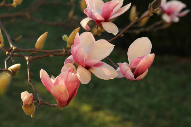 istock Pink magnolia flowers in garden 914385836