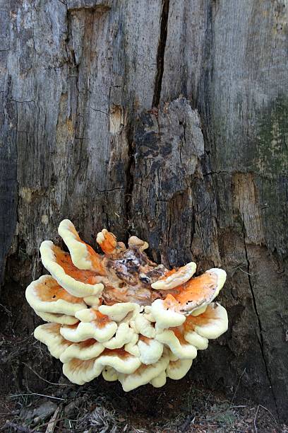 Mushroom on old trunk stock photo