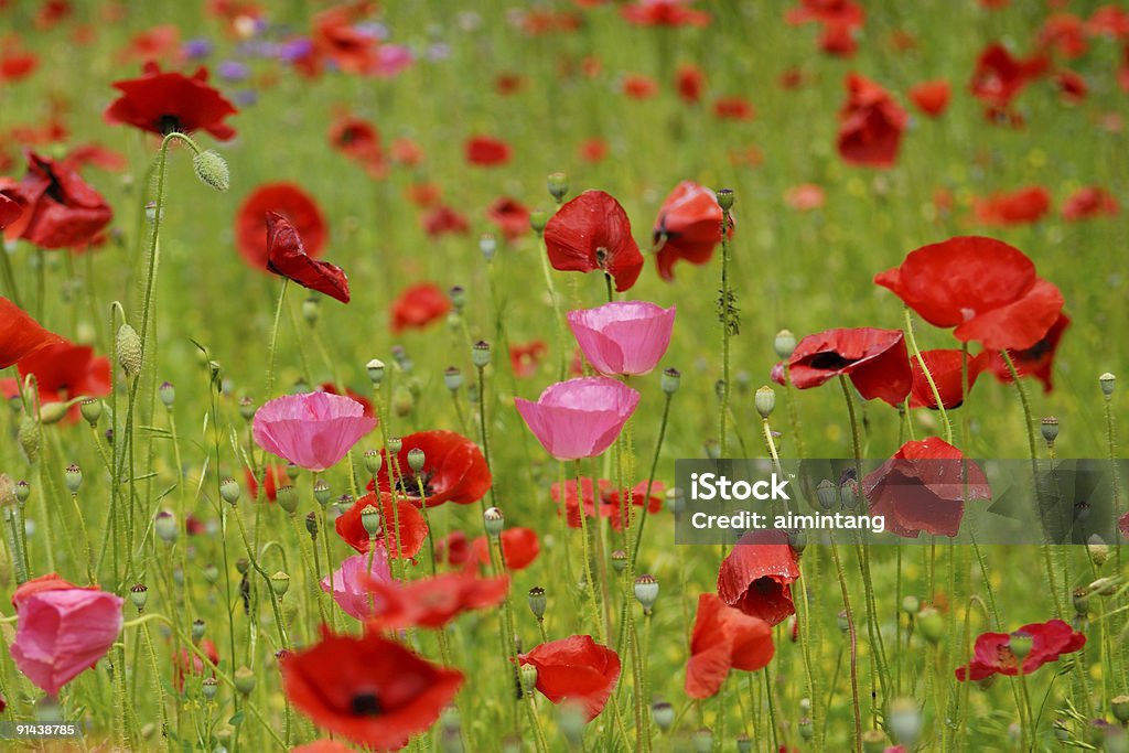 Wild Poppies - Foto de stock de Colorido royalty-free