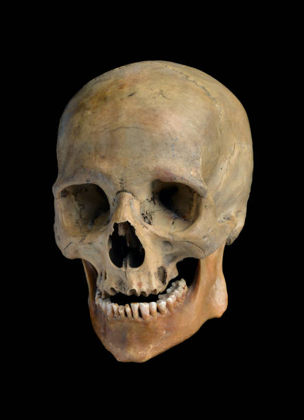 istock Skull of the human 914393272