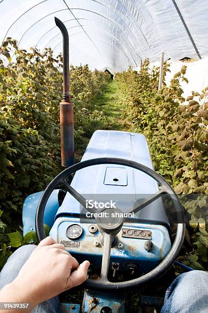 Trator Em Estufa - Fotografias de stock e mais imagens de Agricultura - Agricultura, Conduzir, Cultivado