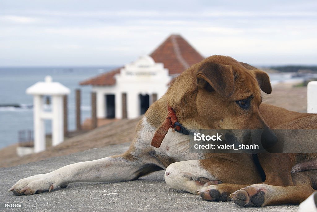 cão - Foto de stock de Antigo royalty-free