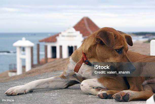 Foto de Cão e mais fotos de stock de Antigo - Antigo, Arcaico, Arquitetura