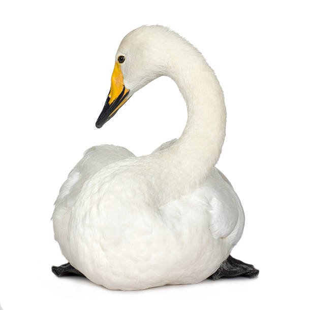 istock Bewick's Swan - Cygnus columbianus 91439815