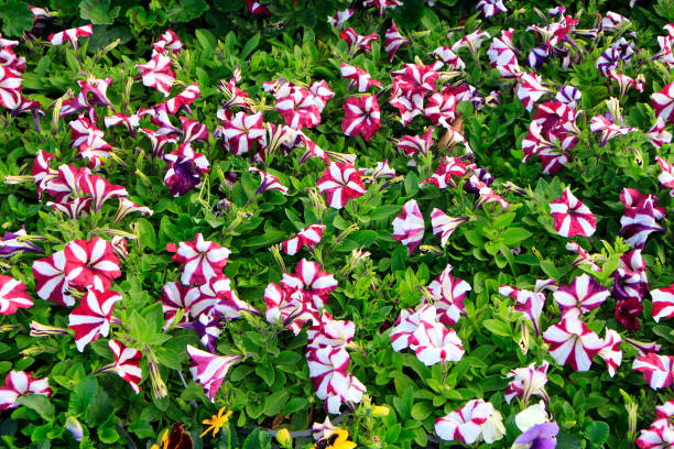 istock Flower decoration on street & wall 914399398
