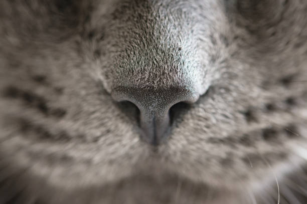 gray cat nose close up photo, shallow focus