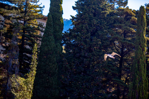 a flying gull in the background of trees