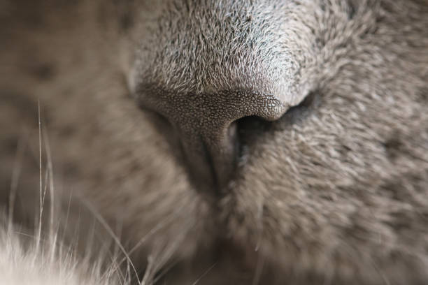 istock gray cat nose close up photo 914399906