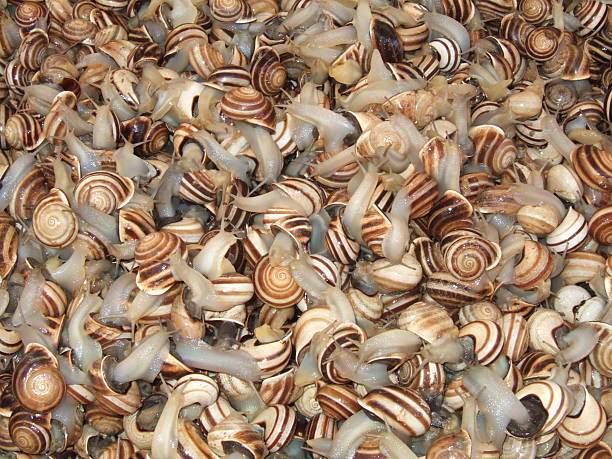 Live  snails for sale in Cadiz, Spain stock photo