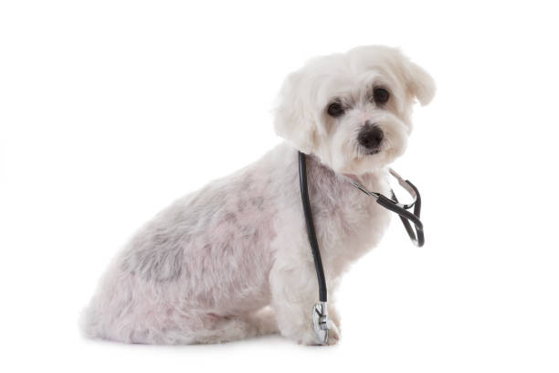 istock white maltese with a stethoscope on his neck, isolated 914406906
