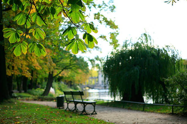 outono leafs - gradiation imagens e fotografias de stock