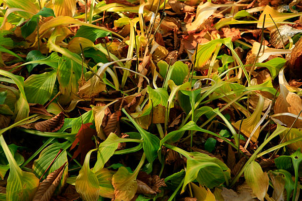 outono leafs - gradiation imagens e fotografias de stock
