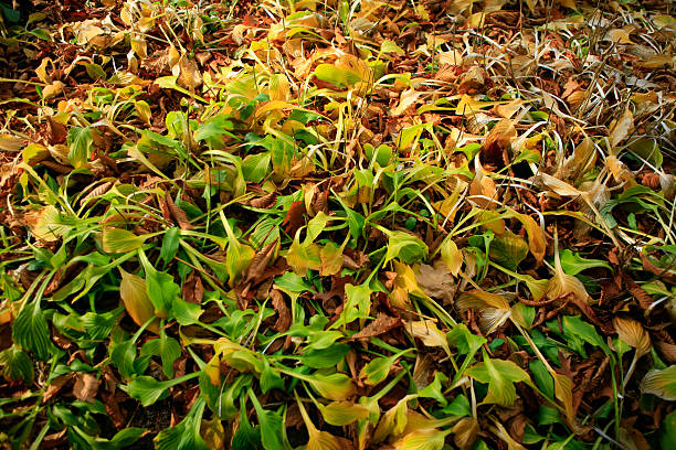 herbst leafs - gradiation stock-fotos und bilder