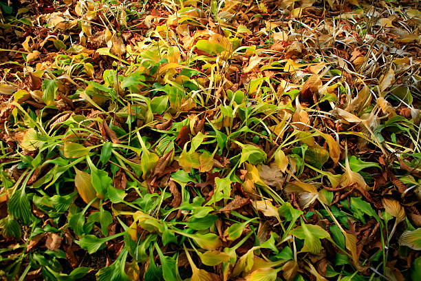 outono leafs - gradiation imagens e fotografias de stock