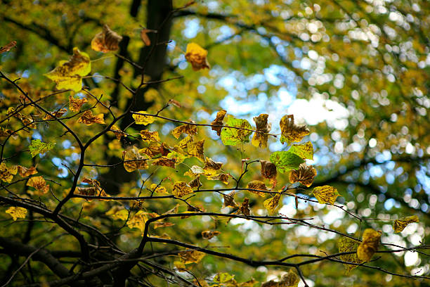 herbst leafs - gradiation stock-fotos und bilder