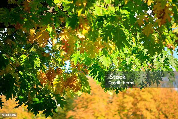 Herbst Leafs Stockfoto und mehr Bilder von Abstrakt - Abstrakt, Alt, Ast - Pflanzenbestandteil