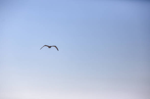 istock beautiful sea gull flying against the blue sky 914411252