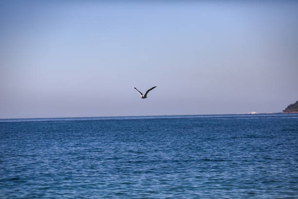 istock the seagull is flying over the sea 914411348