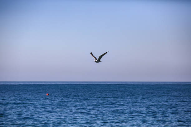 istock the seagull is flying over the sea 914411382