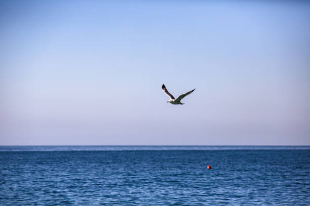 istock the seagull is flying over the sea 914411388