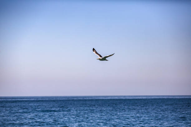 istock the seagull is flying over the sea 914411406