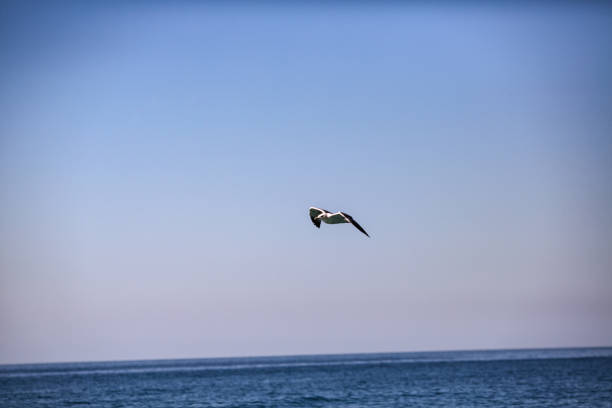 istock the seagull is flying over the sea 914411434
