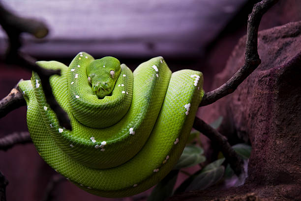 green tree python stock photo